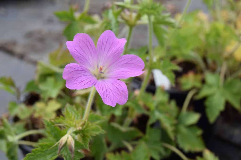 Geranium x oxonianum 'Claridge Druce' ---